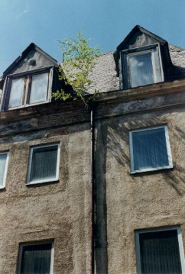 Betula_Regenrinne.jpg