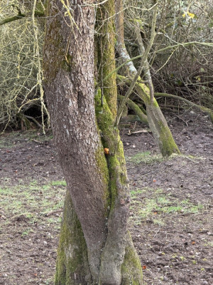 Malus Stamm