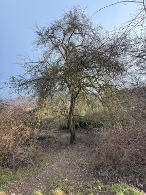 Malus Gesamt Habitus