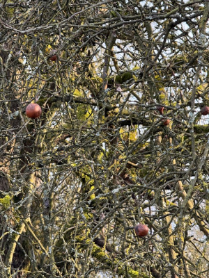 Malus Äpfelchen