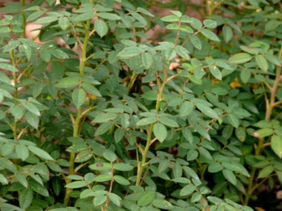 Parvifolia_086.jpg