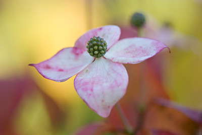 Cornus-Okt0708.jpg