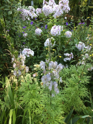 Aconitum ´Stainless Steel´und weißer Phlox.JPG