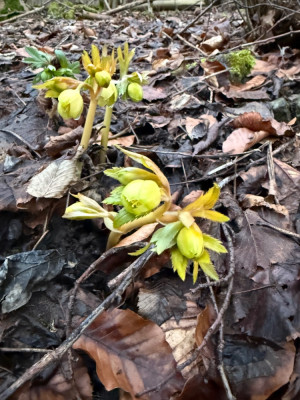 Diese wirken etwa gelblich haben aber auch größere Blüten