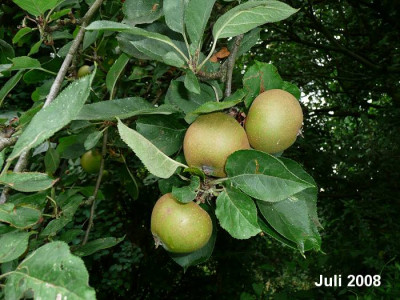 gr.apfel.07.08.jpg