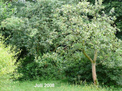 obstbaeume.07.08.jpg