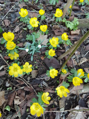 Eranthis hyemalis &amp; Galanthus
