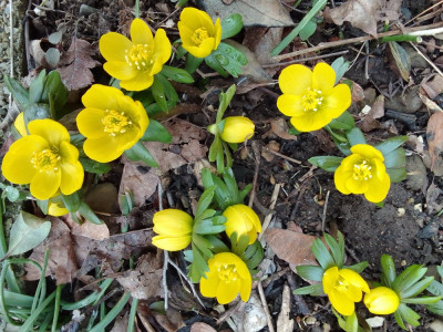 Eranthis hyemalis