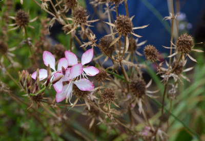 Gaura_lindheimeri_Emotions.20-1.jpg