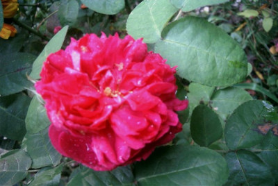 Rose_de_Resht_Herbst.JPG