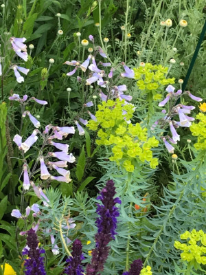 Penstemon hir. Salvia nem, Euph seq.JPG