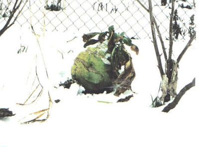 gigant_im_winter.jpg