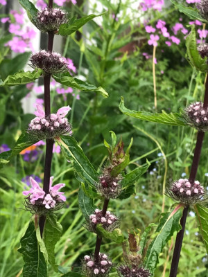 Phlomides tub. .JPG