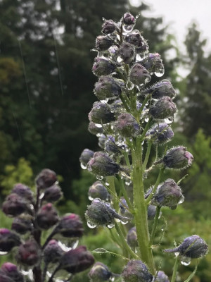 Delphinum Blütenknospen (1).JPG
