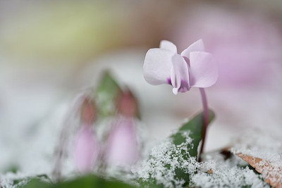 Cyclamen-Feb1325_022.jpg