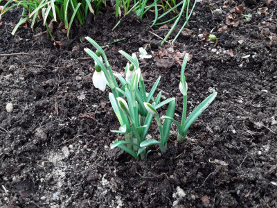 Galanthus nivalis