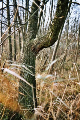 betula_nigra_50perzent.jpg