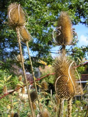 Dipsacus_sylvestris.JPG