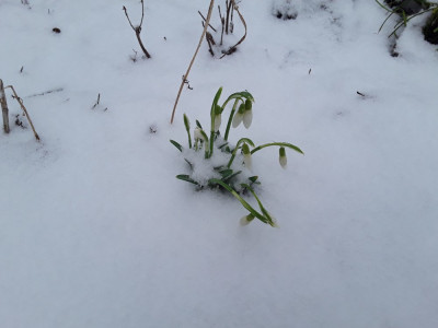 Galanthus nivalis