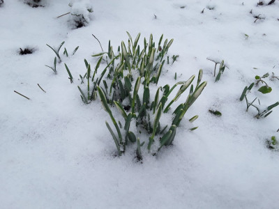 &quot;Schnee&quot;glöckchen