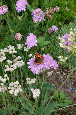 Scabiosa_PinkMIst.14-2.jpg