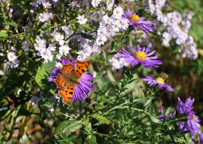 Schmetterling-CFalter.20-1.jpg