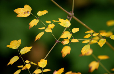 St_Thalictrum10078.jpg