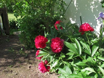 pfingst19.img.JPG