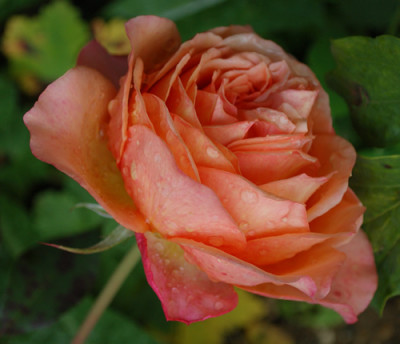 Albrecht_Durer_Rose_0010__P_39949.jpg