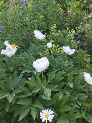 Paeonia KGA.JPG