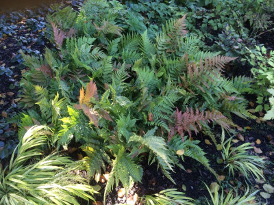 Dryopteris erythrosora eventuell.jpg
