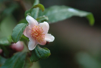 C.sinensis_Beni_Bana.jpg