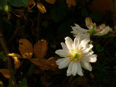P1150224.jpg