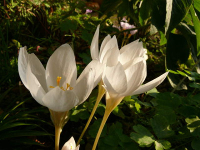 P1150227.jpg