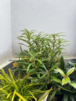 IMG_5099.jpeg