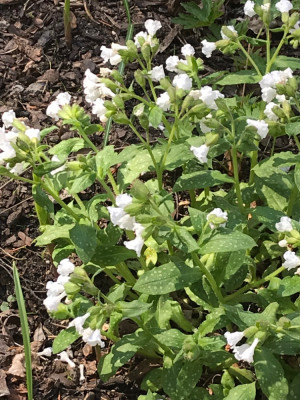 Pulmonaria officinalis ´Ice Ballet´.JPG
