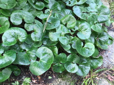 Asarum europaeum.JPG