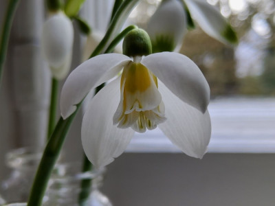 Galanthus Schorbuser Lampion.jpg
