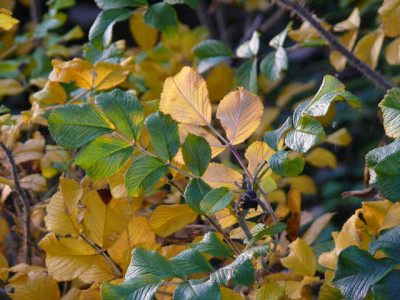 P1150266.jpg