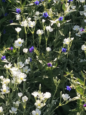 Cerastium und Buglossoidesblüte.JPG
