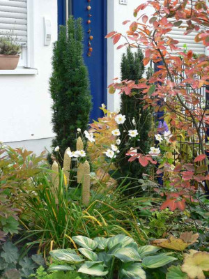 Amelanchier_klein.jpg