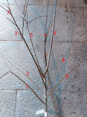 20250216_130154a.jpg