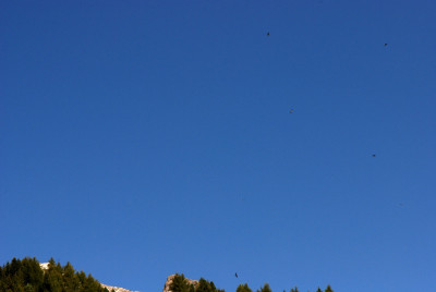 Mauersegler-Sep1409-2.jpg