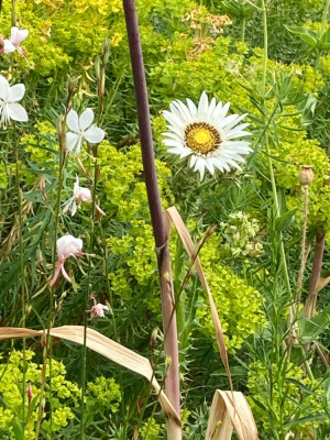 Berkheya cirs. Euphorb. seq, Gaura.JPG