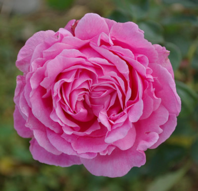 Cameron_0010__S2_39917.jpg