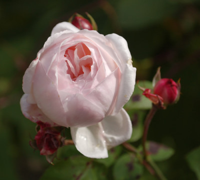 Comtesse_de_Rocquigny_0010__39877.jpg
