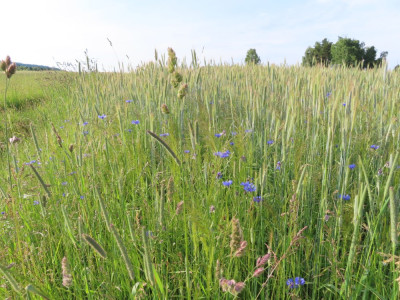 kornblumen.JPG