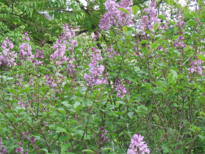 Syringa josikaea Detail.JPG