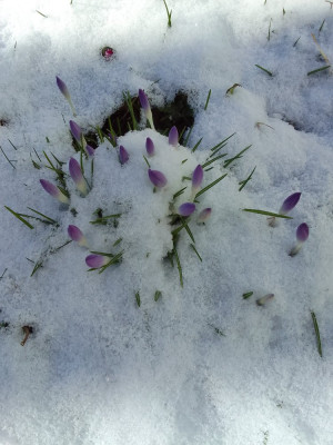 Elfenkrokusse bei 5 cm Neuschnee