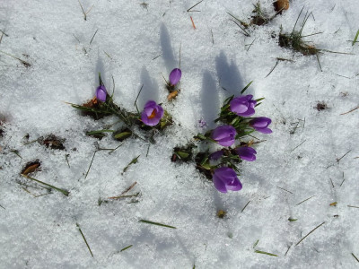 Elfenkrokusse bei -5°C in der Nacht